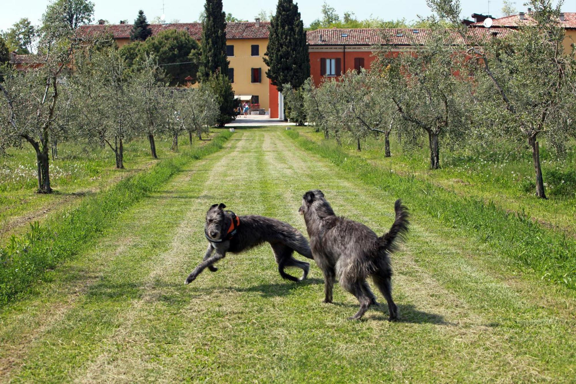 Agriturismo La Filanda Manerba del Garda Dış mekan fotoğraf